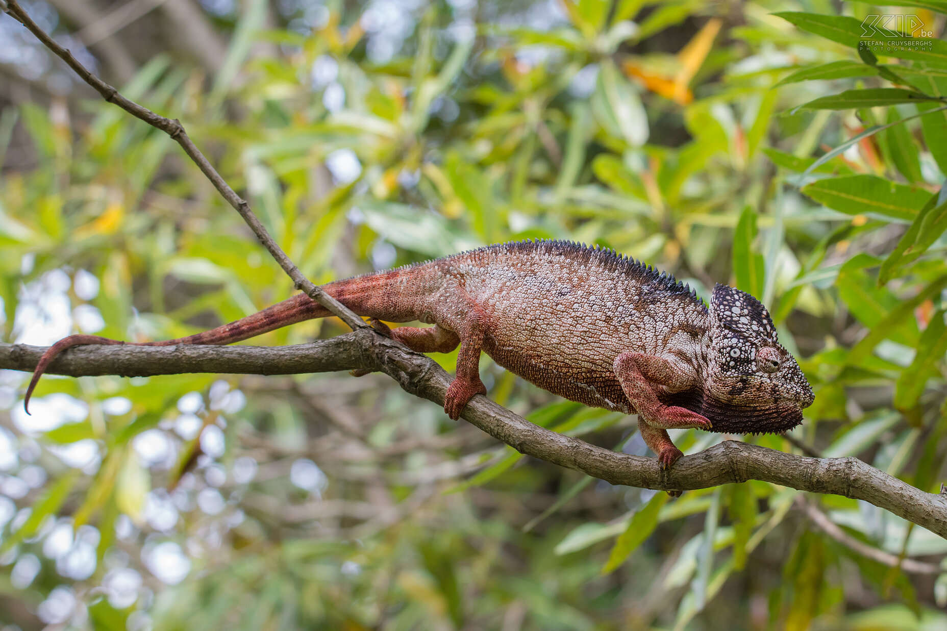 Isalo - Oustalet's chameleon The Oustalet's or Malagasy giant chameleon (Furcifer oustaleti) is one of the largest species of chameleons. They can many different colors, but the main color is mostly white, brown-red or green-yellow. Males can have a length of 60cm while females are smaller. Stefan Cruysberghs